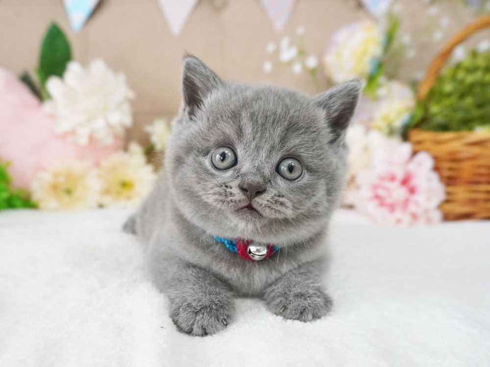 ふわもこ猫ちゃん＆ キノコ＆トランプ柄あったかマイクロフォイバーフリース上下ST Buzz Factory バズファクトリー カラフルロンパース ポップ 日本