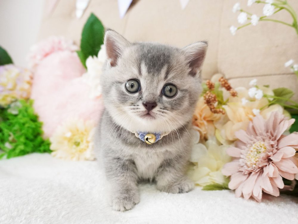 ふわもこ猫ちゃん＆ キノコ＆トランプ柄あったかマイクロフォイバーフリース上下ST Buzz Factory バズファクトリー カラフルロンパース ポップ 日本