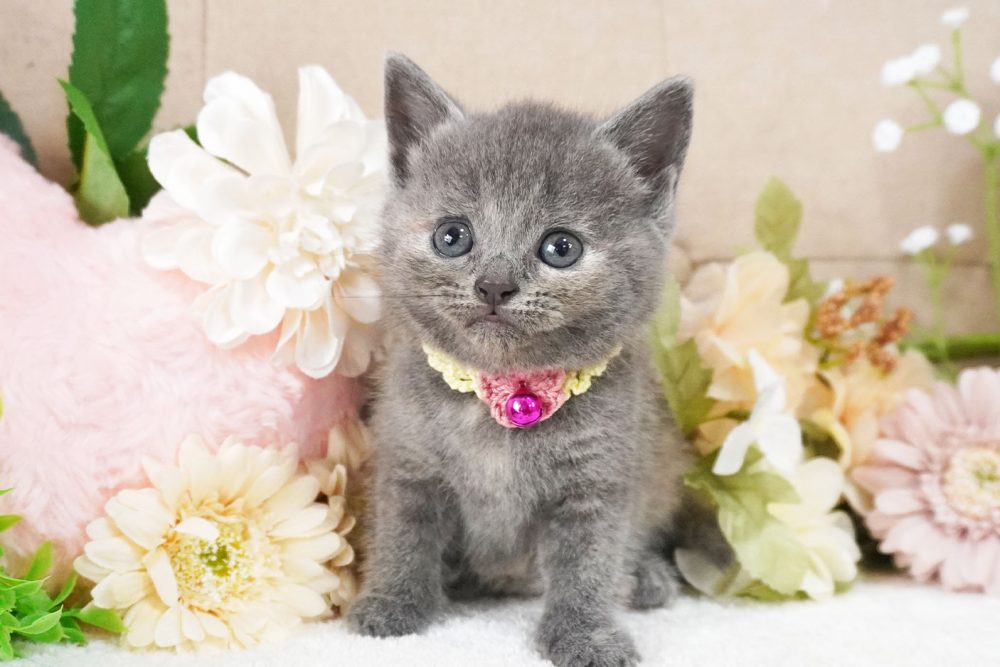ふわもこ猫ちゃん＆ キノコ＆トランプ柄あったかマイクロフォイバーフリース上下ST Buzz Factory バズファクトリー カラフルロンパース ポップ 日本